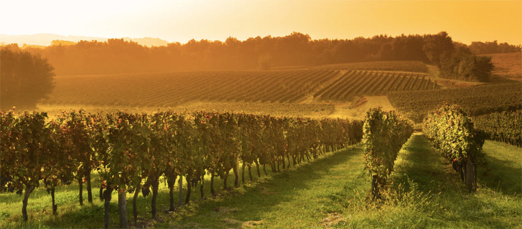 vineyard
